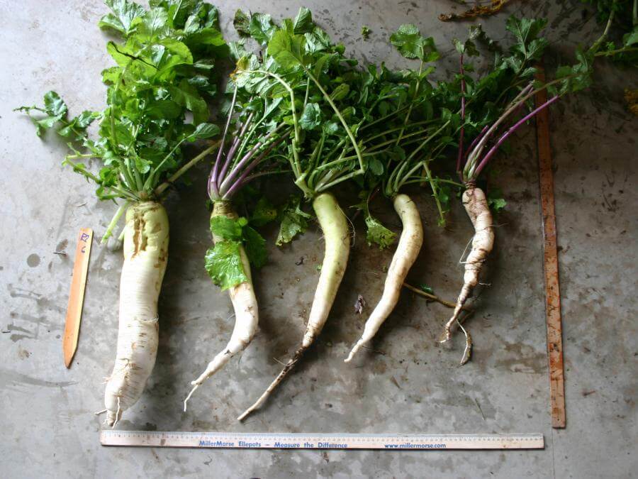 FragiBlaster Cover Crop Radish | Smith Seed Services