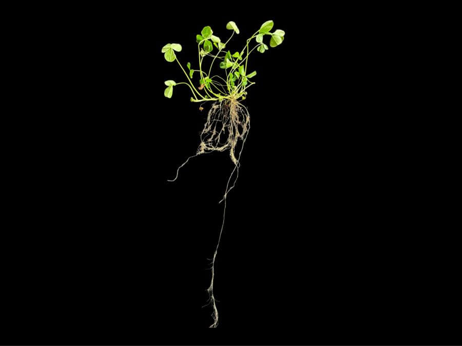 Marco Polo Large-Leafed White Clover | Smith Seed Services