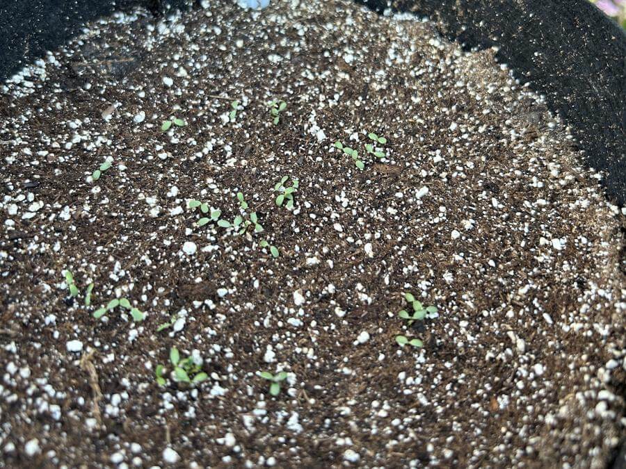 Marco Polo Large-Leafed White Clover | Smith Seed Services