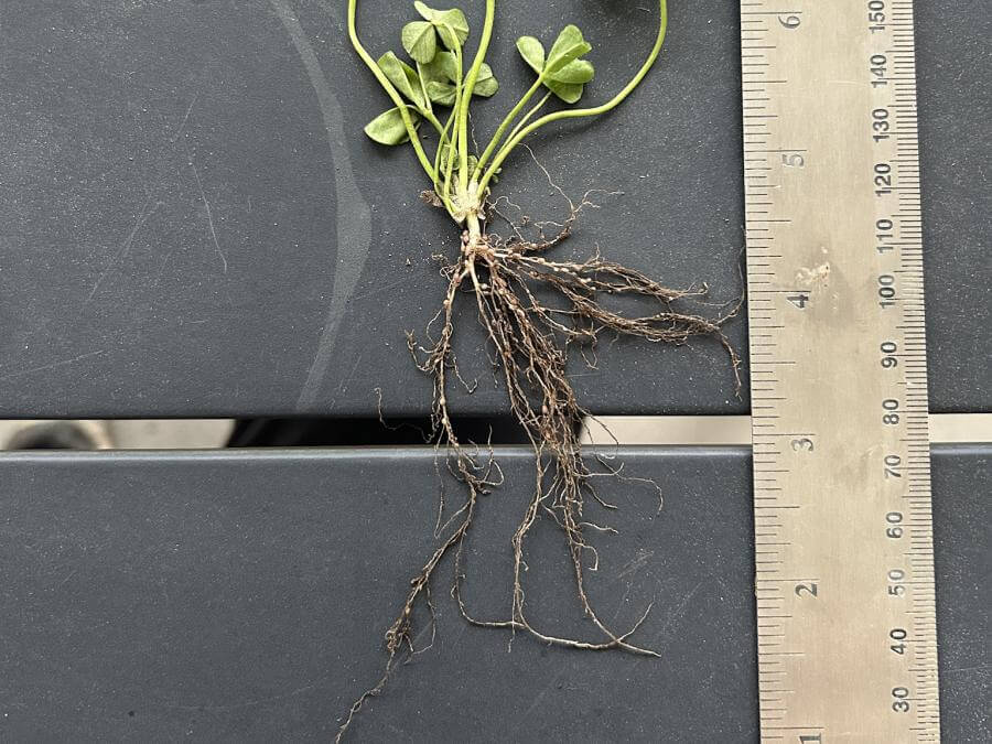 Marco Polo Large-Leafed White Clover | Smith Seed Services