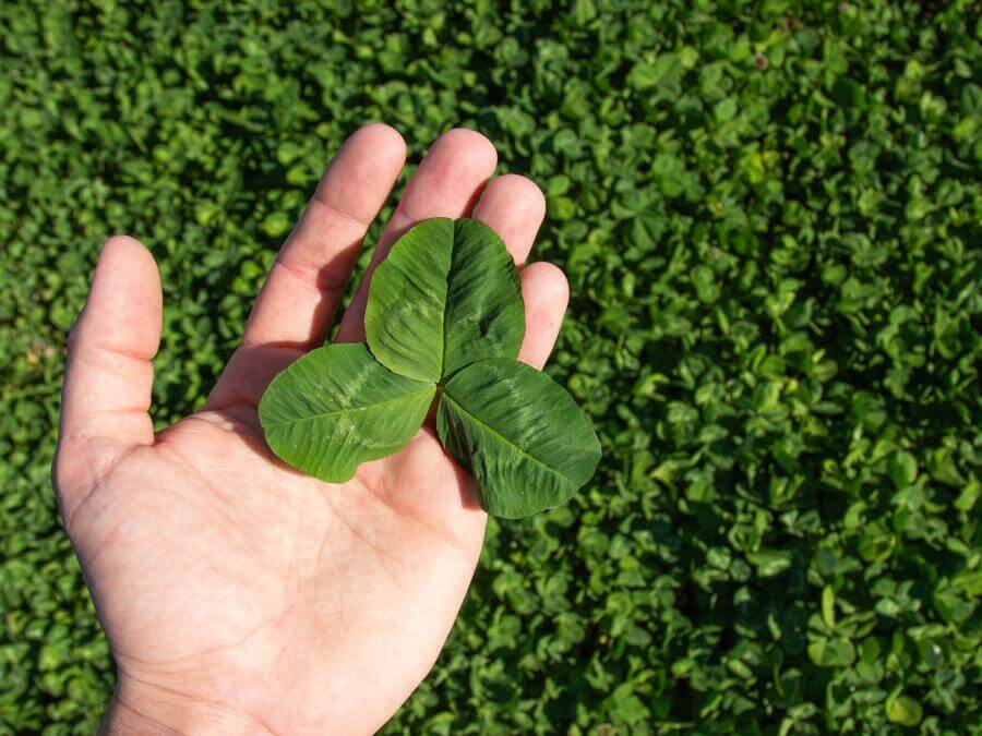 Marco Polo Large-Leafed White Clover | Smith Seed Services