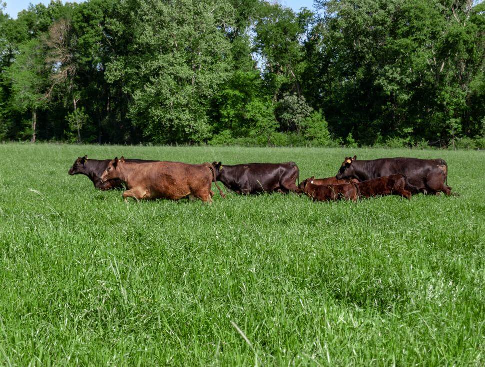 Cows walking through grass