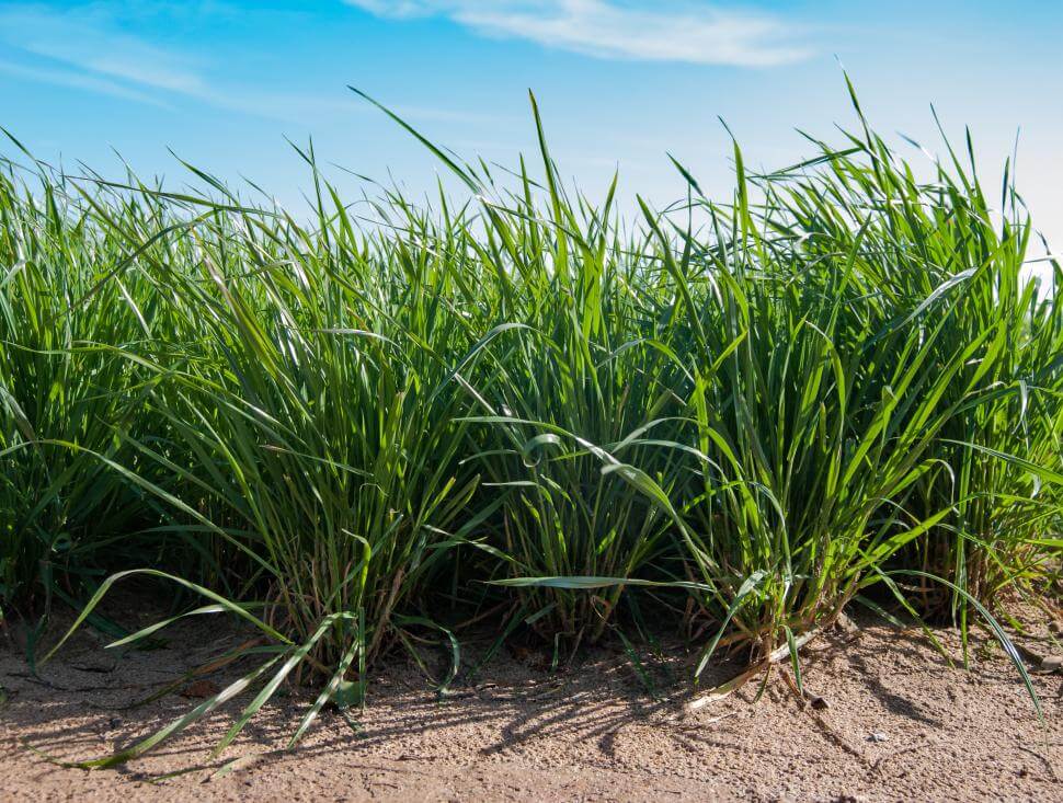 Annual grasses top