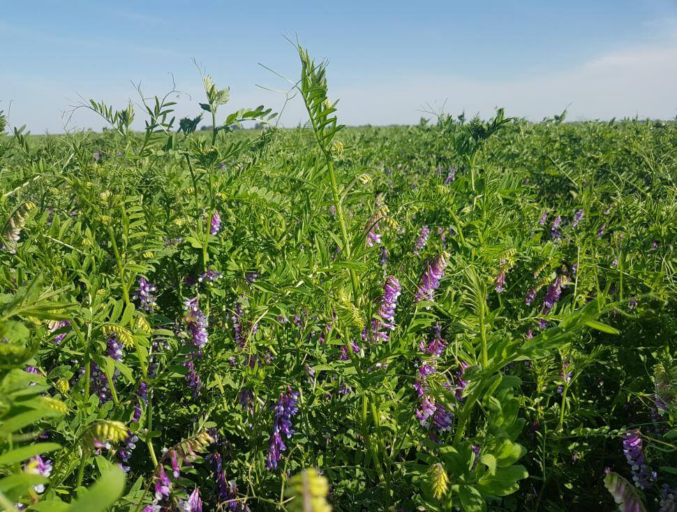 Patagonia Inta hairy vetch plants in a field