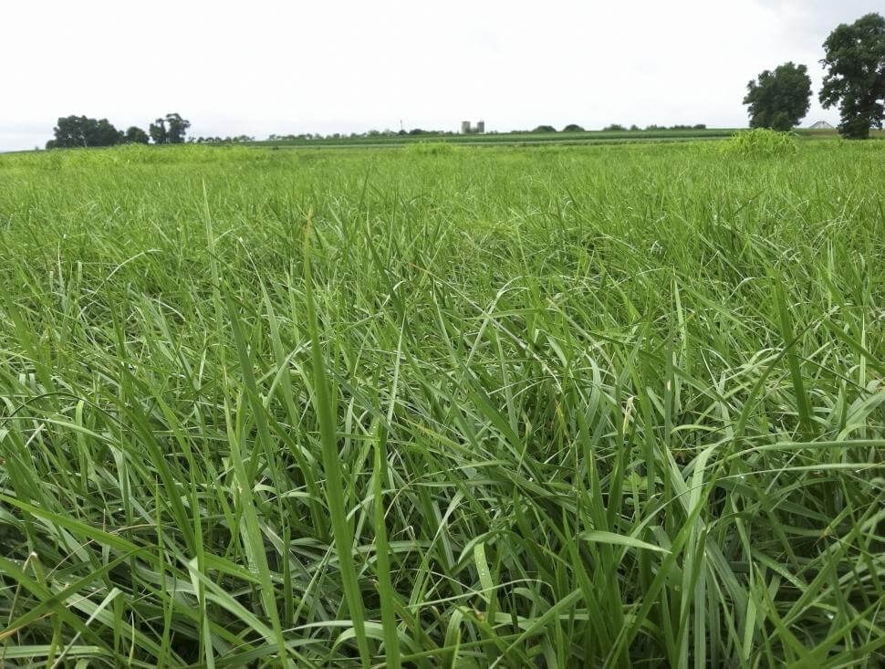 Tall fescue forage grass in a field