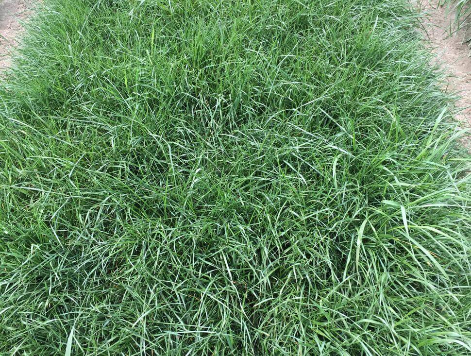 LowBoy low-growing annual ryegrass