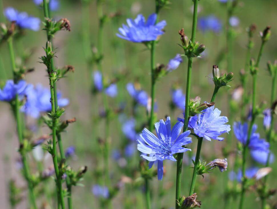 Chicory flowers in a field.