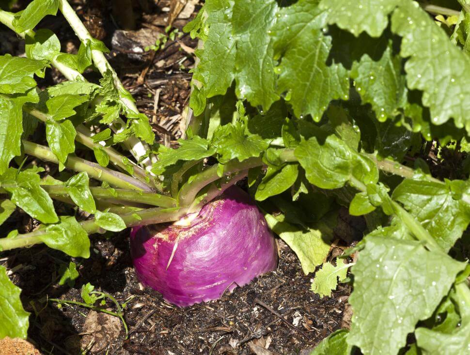 Purple top turnip plant closeup