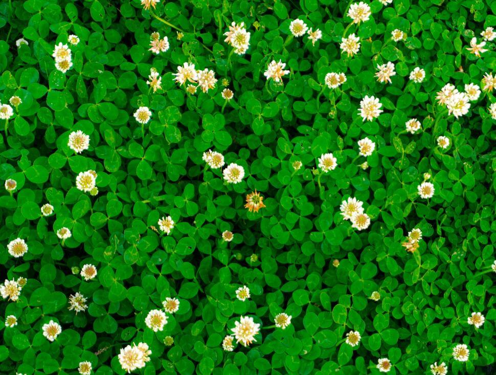 White Clover Smith Seed Services