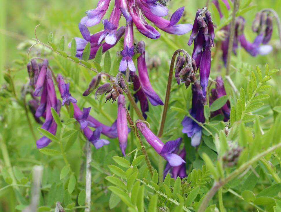 Wooly pod vetch plant and flower