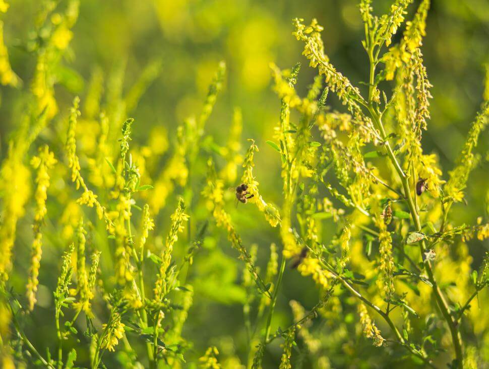 Yellow Blossom sweet clover plants in a field