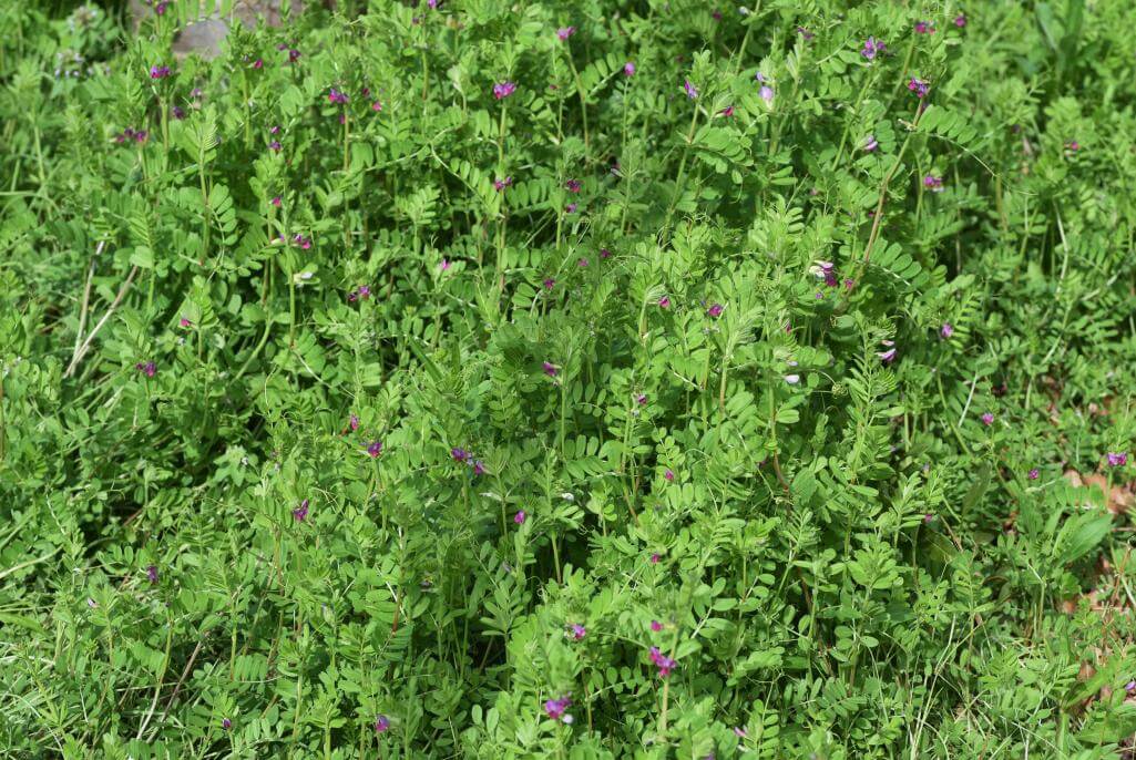 Common Vetch | Smith Seed Services