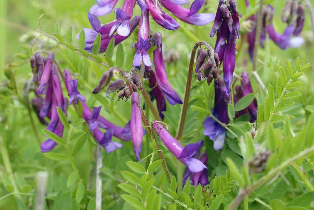 Wooly Pod Vetch | Smith Seed Services