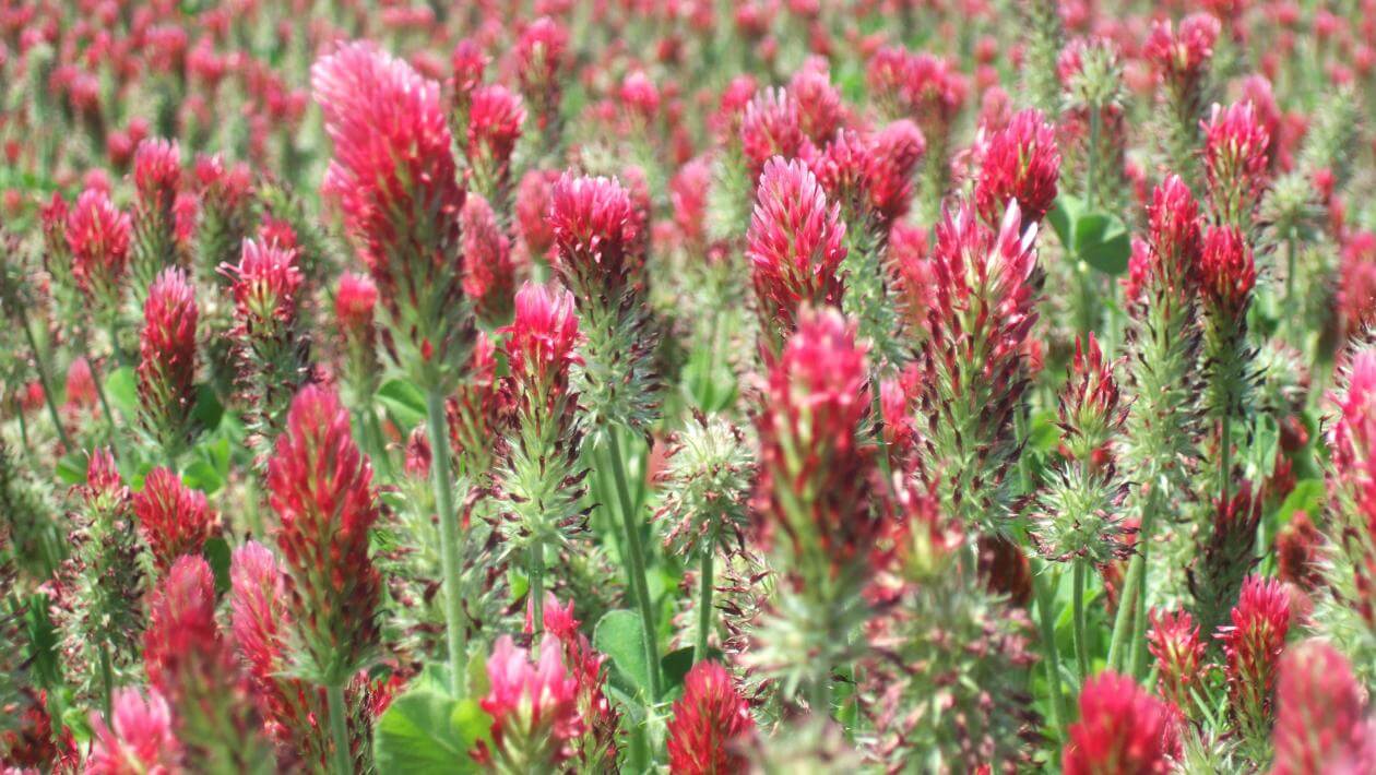 crimson clover