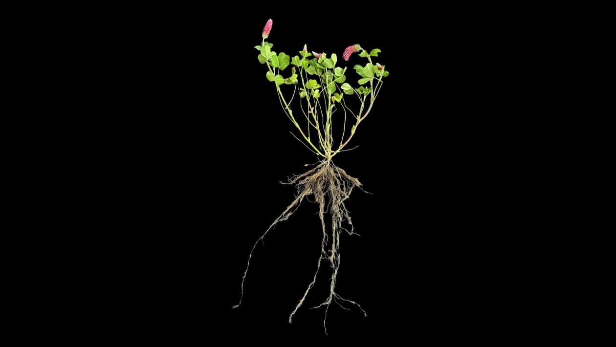 Dixie Crimson Clover plant 130 days after planting. It shows top growth of 10" and root growth of 14".