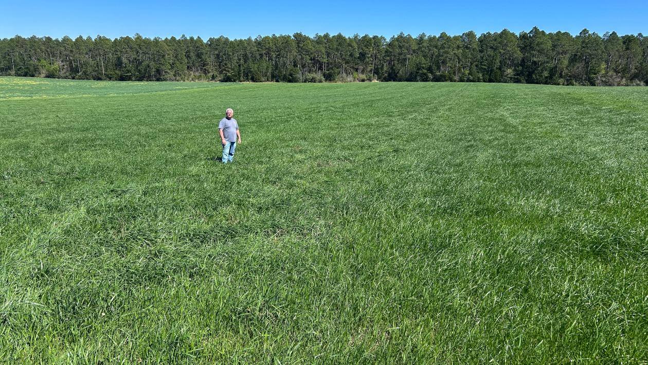 Person standing alone in a wide, sunlit grassy field or EarlyBoss tetraploid annual ryegrass with a forest line in the distance under a clear blue sky.