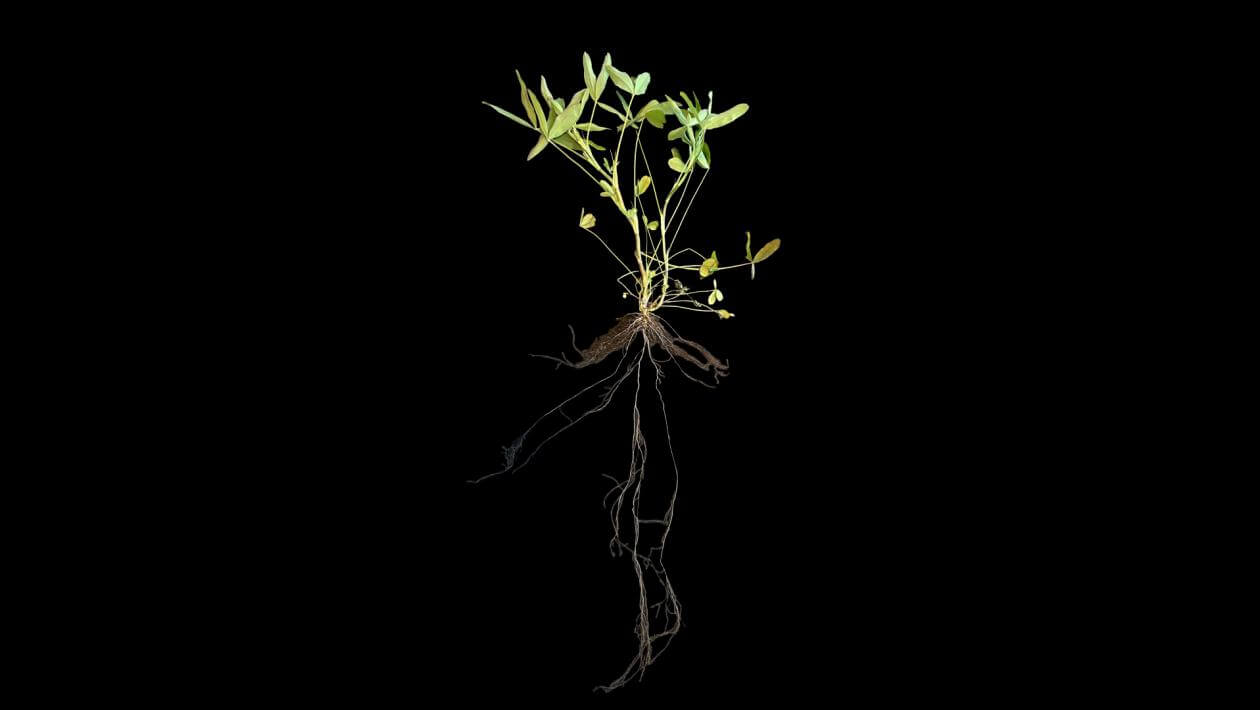 Lightning Berseem Clover plant 130 days after planting. It shows top growth of 12" and root growth of 16".