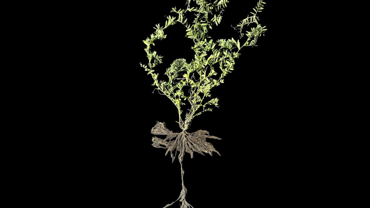 Patagonia Inta hairy vetch plant on a black background, showing top growth and root structure. This plant is shown 130 days after planting. Its top growth is 24" and root growth is 19".