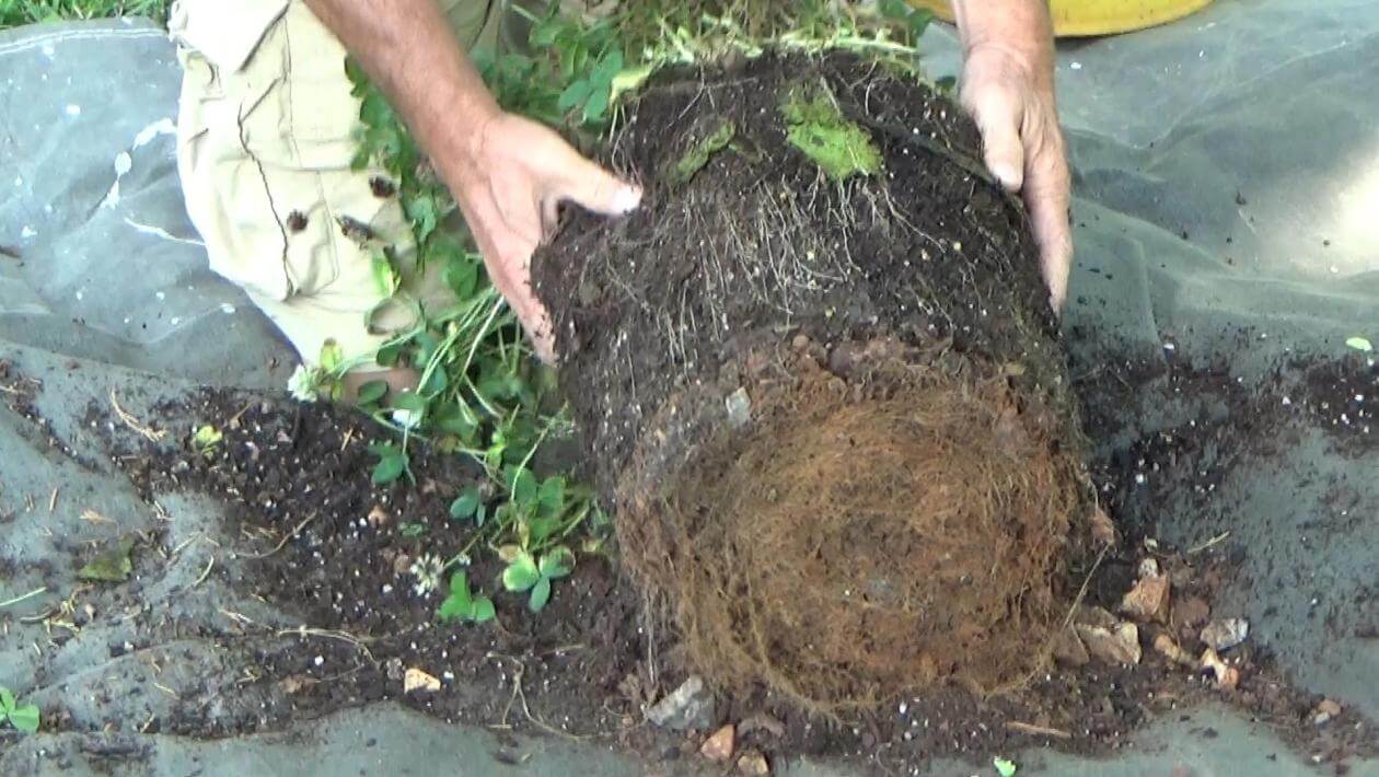 Close up of white clover roots