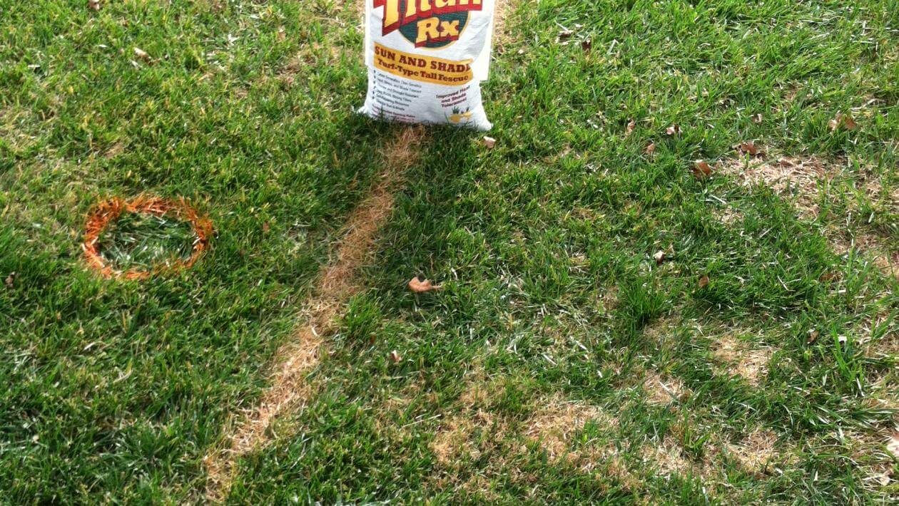 A dense patch of mowed grass with a grass seed bag on it.