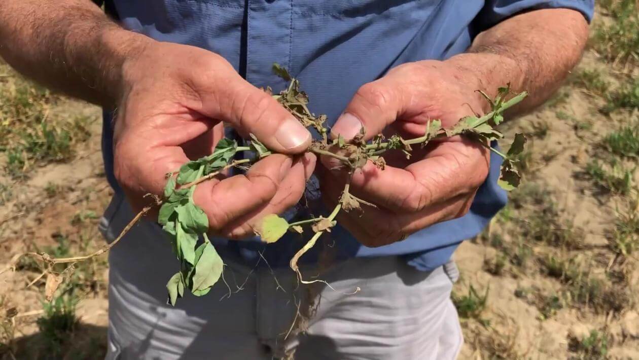 A man holding a plant in his hands