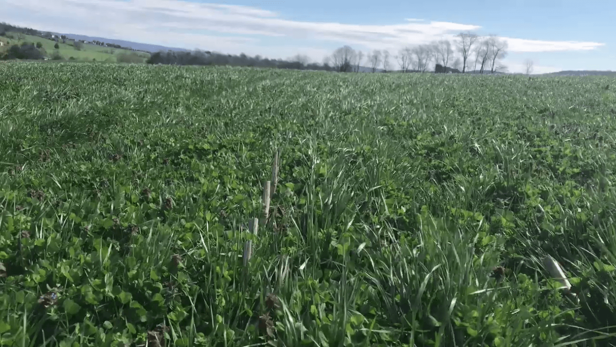 Lowboy and red clover mix as a cover crop