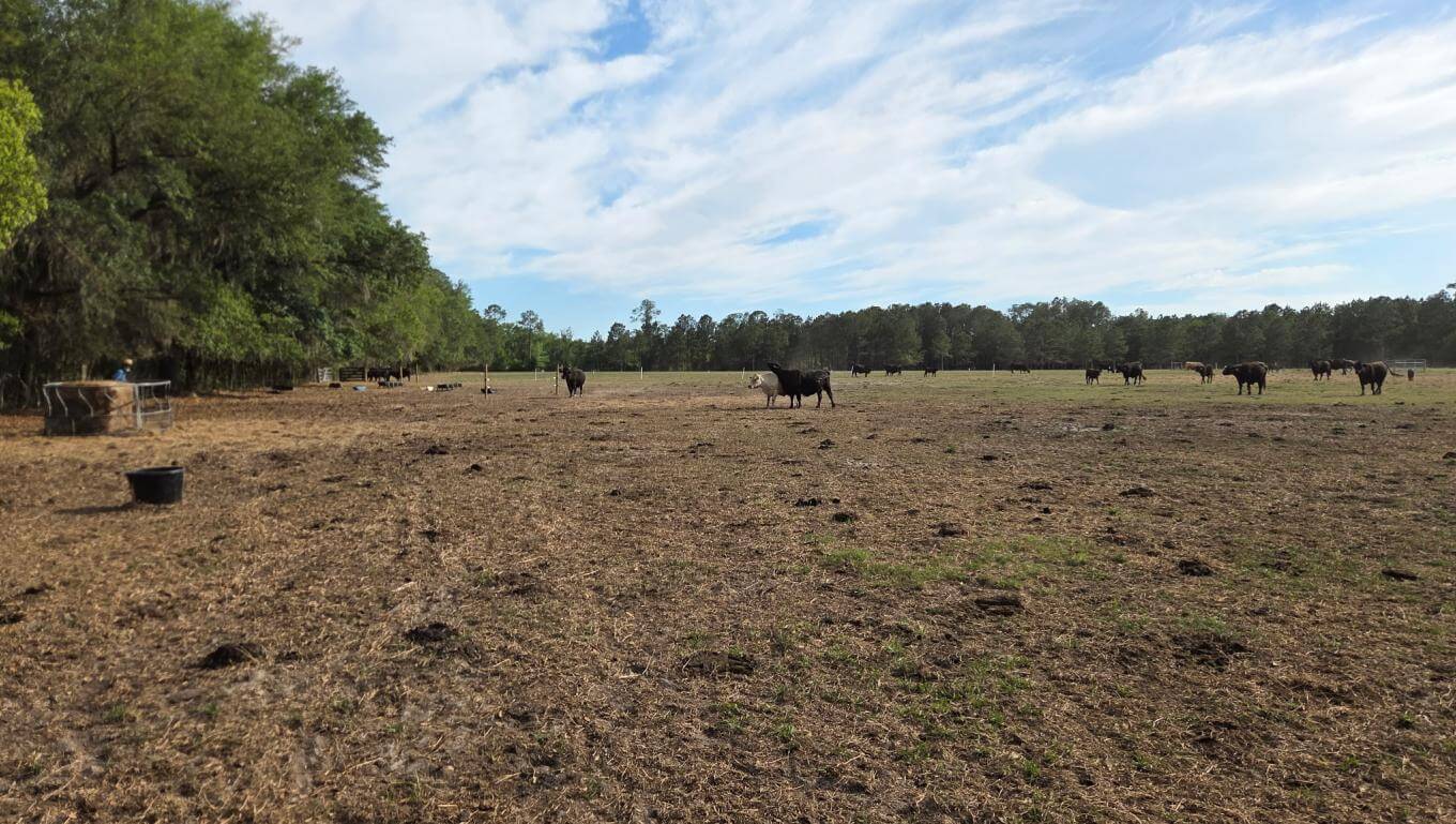 Cows in a field with very dry grass