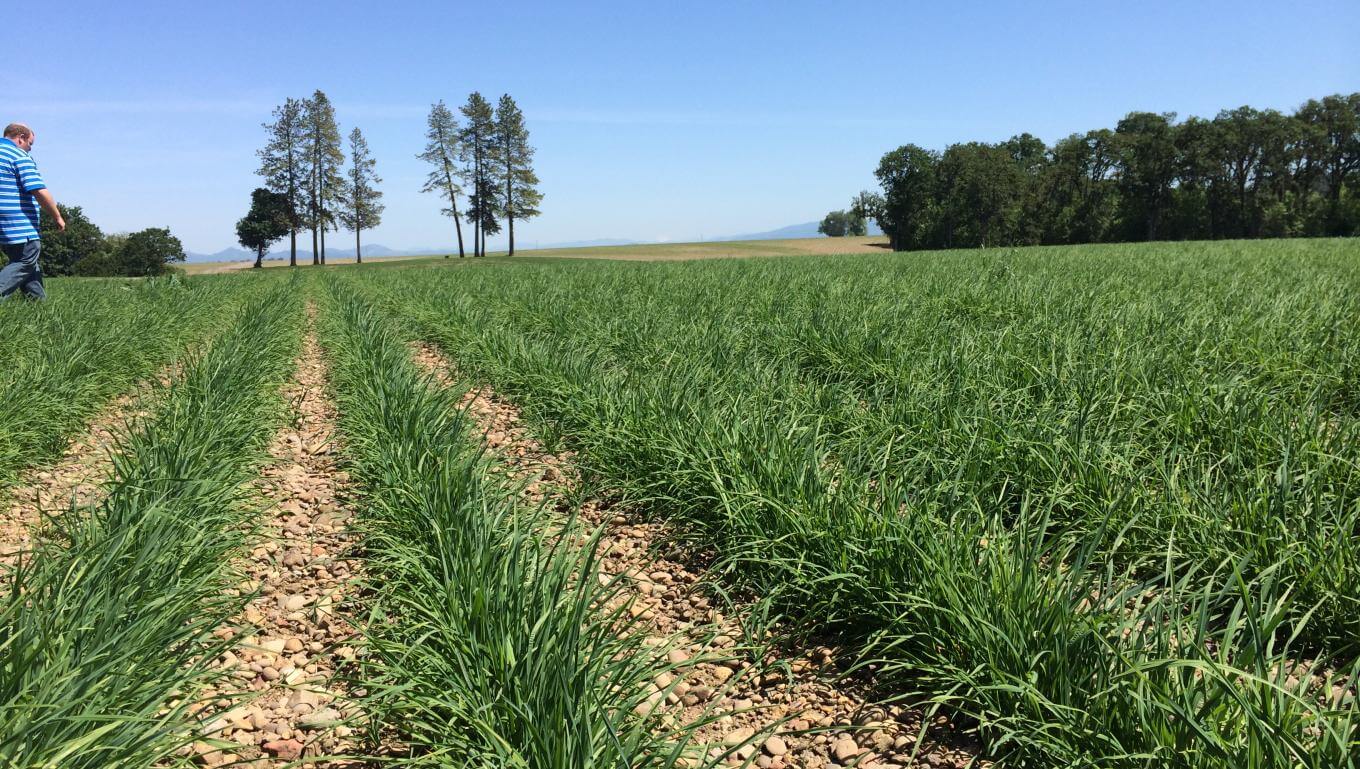 New planting field.
