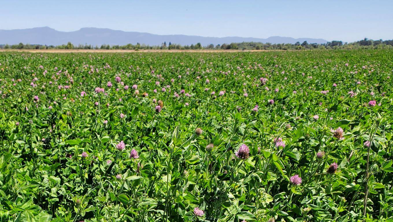 GA-9908 medium red clover in a field
