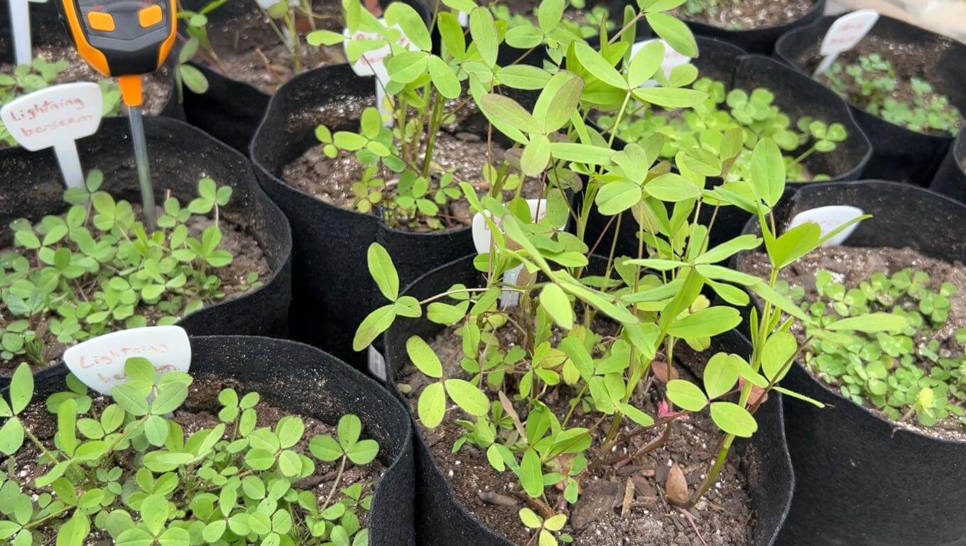 Plants in black fabric containers. One plant is much taller than the others.