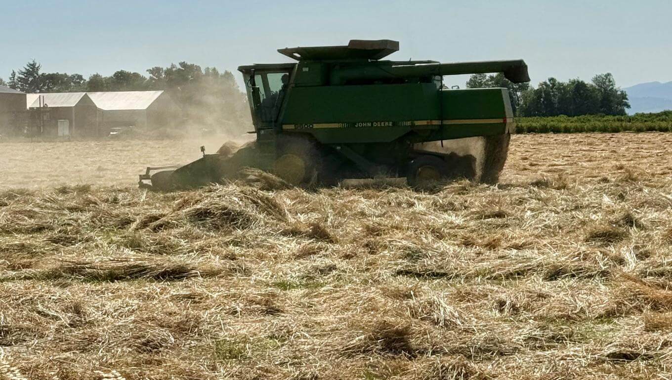 Combine in a field harvesting grass seed.