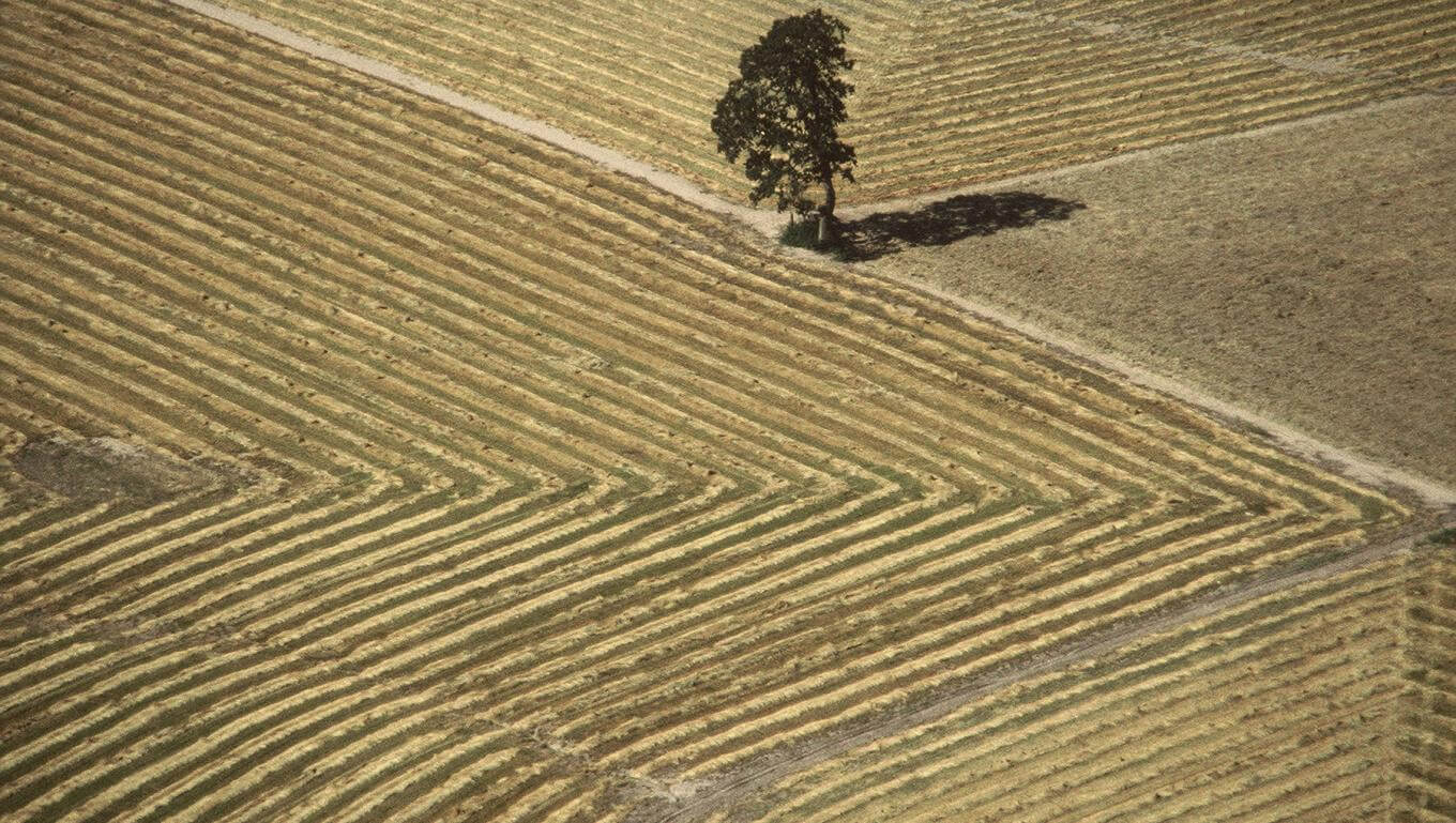 Field