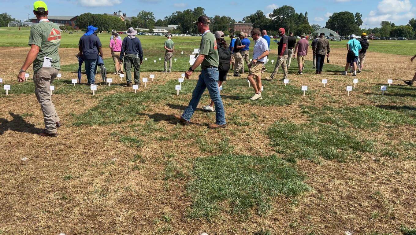 A crowd of people walking and standing on a patchy grass surface. Some of the grass is green while the rest is dead and brown.
