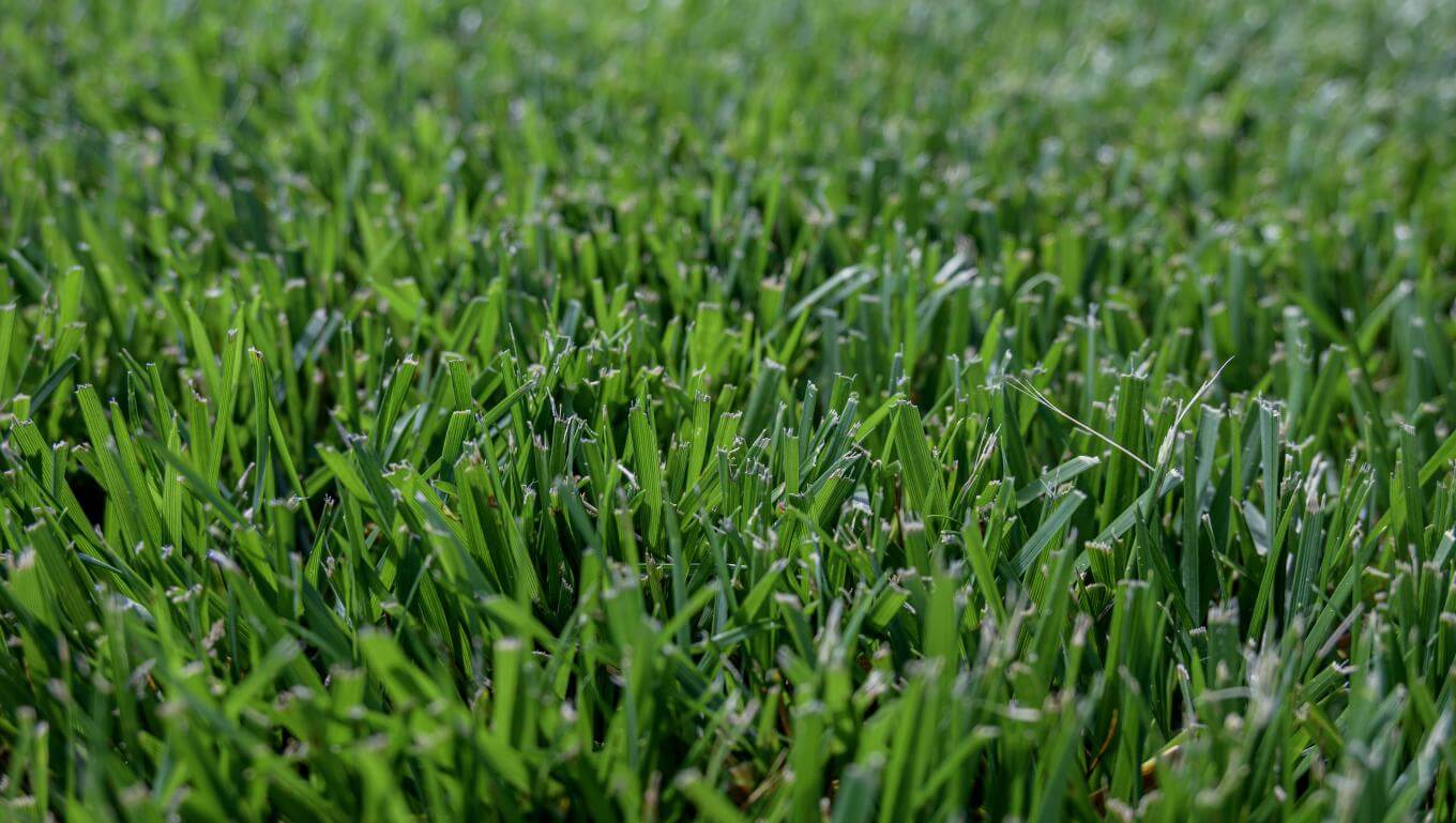 Galactic turf-type tall fescue in NTEP trial at NC State in Raleigh, NC