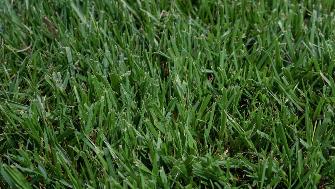 Gro-Pro turf-type tall fescue grass in NTEP trial at NC State, May 2024