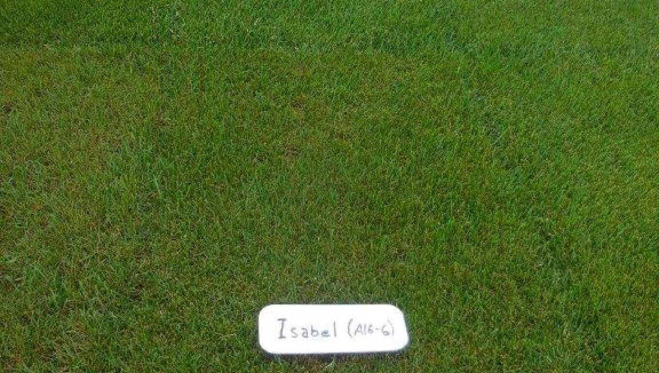 Isabel Kentucky bluegrass
