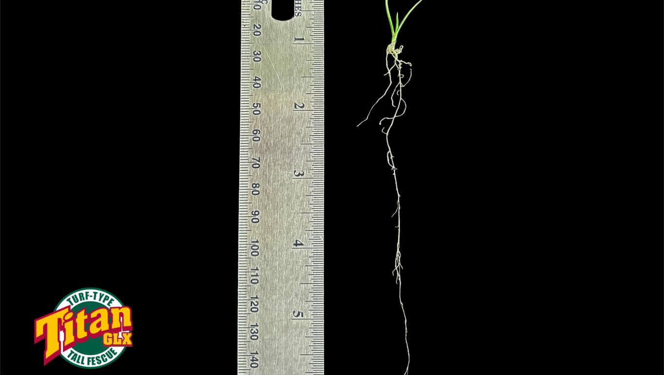 A ruler next to a plant with long roots
