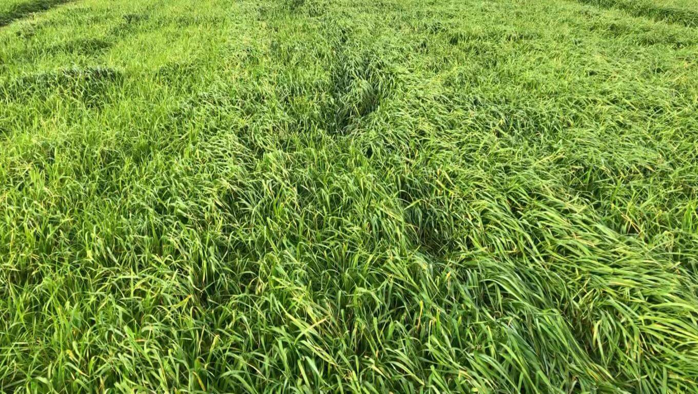 Baqueano tetraploid annual ryegrass plants in a field