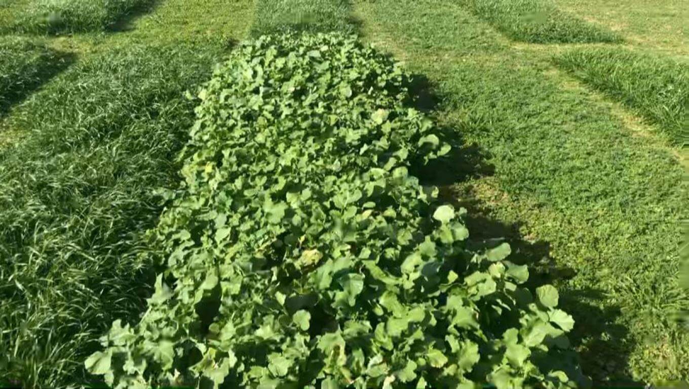 FragiBlaster Cover Crop Radish in a trial