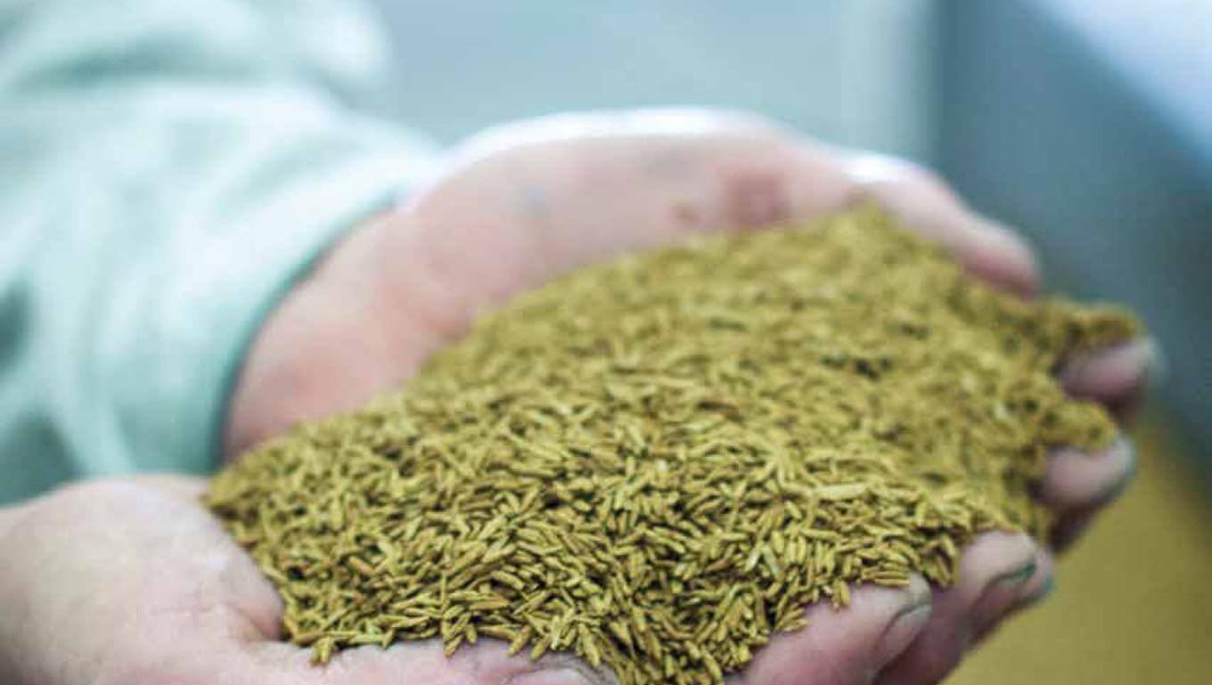 Hands holding coated seed.