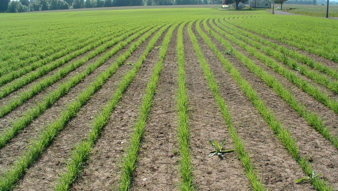 Seed production field
