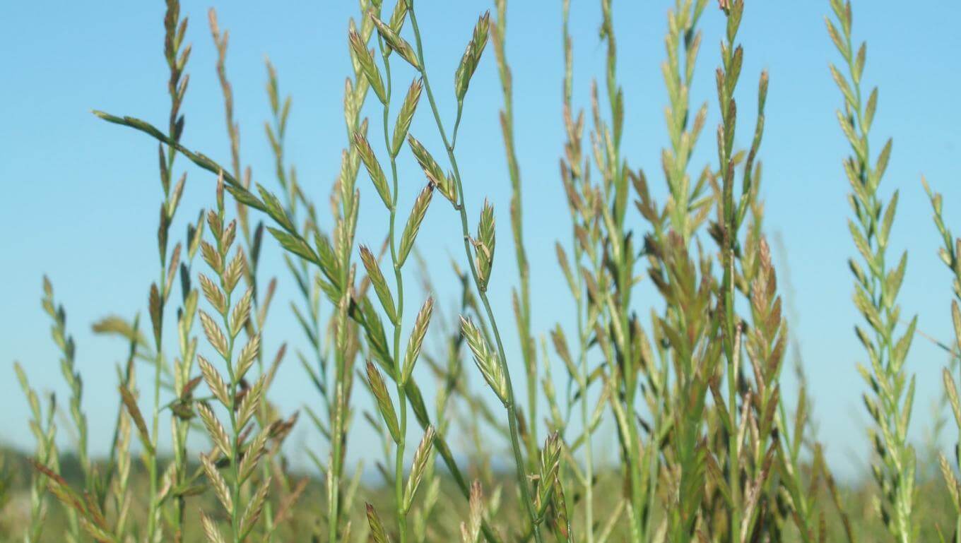 Grass seed plants showing seedheads