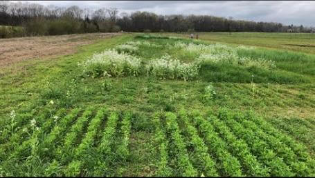 Preview image for the video "Mississippi Cover Crop Trials – 2020". Preview image for the video "Mississippi Cover Crop Trials – 2020".
