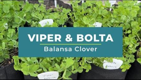 Preview image for the video "Viper & Bolta Balansa Clover". Preview image for the video "Viper & Bolta Balansa Clover".
