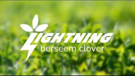 Preview image for the video "Lightning Berseem Clover". Preview image for the video "Lightning Berseem Clover".