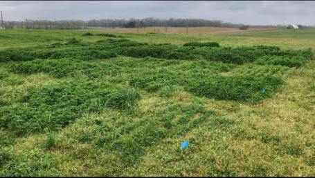Preview image for the video "Mississippi Clover Trials – 2020". Preview image for the video "Mississippi Clover Trials – 2020".