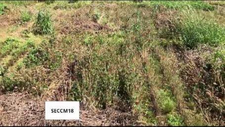 Preview image for the video "Mississippi State University Clover Trial — May 2019". Preview image for the video "Mississippi State University Clover Trial — May 2019".