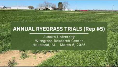 Preview image for the video "2025 Annual Ryegrass Trials - Wiregrass Research Center (Rep #5)". Preview image for the video "2025 Annual Ryegrass Trials - Wiregrass Research Center (Rep #5)".