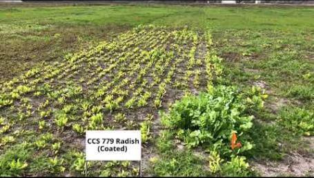 Preview image for the video "Cover Crop Trials, Luling, TX — 2019, Part 2". Preview image for the video "Cover Crop Trials, Luling, TX — 2019, Part 2".
