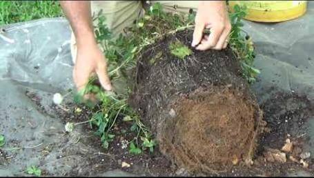 Preview image for the video "Renovation White Clover - 2017 Bucket Study". Preview image for the video "Renovation White Clover - 2017 Bucket Study".